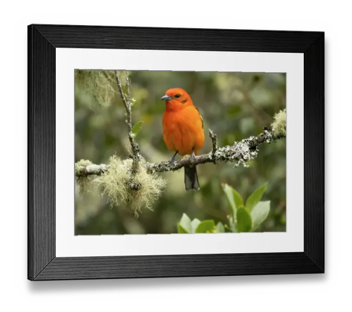 Framed Print : Flame-colored tanager, Costa Rica, Central America Framed Print : Flame-colored tanager, Costa Rica, Central America