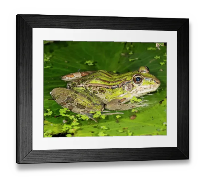 Framed Print : Forrer's Grass Frog, Forrer's Leopard Frog, Costa Rica