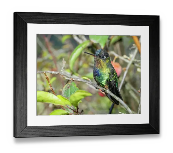 Framed Print : Fiery-throated hummingbird, Costa Rica, Central America Framed Print : Fiery-throated hummingbird, Costa Rica, Central America