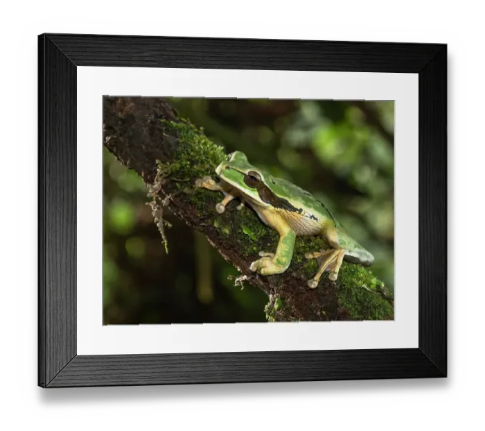 Framed Print : Masked Treefrog, Costa Rica, Central America Framed Print : Masked Treefrog, Costa Rica, Central America
