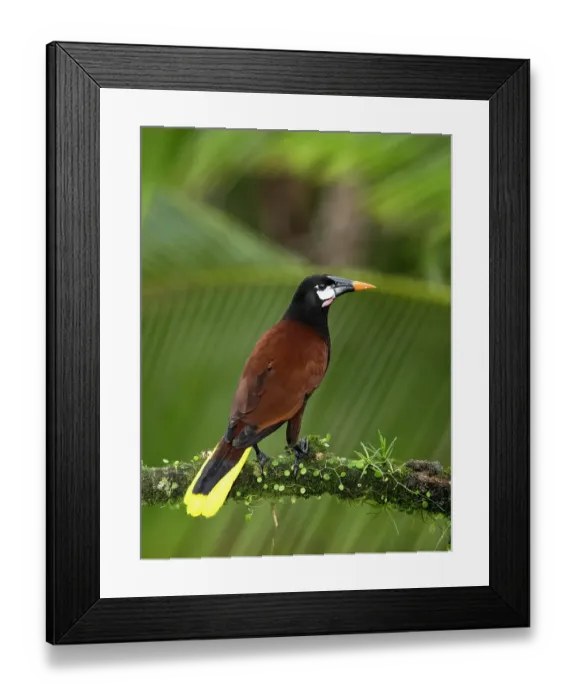 Framed Print : Montezuma oropendola, Costa Rica, Central America Framed Print : Montezuma oropendola, Costa Rica, Central America