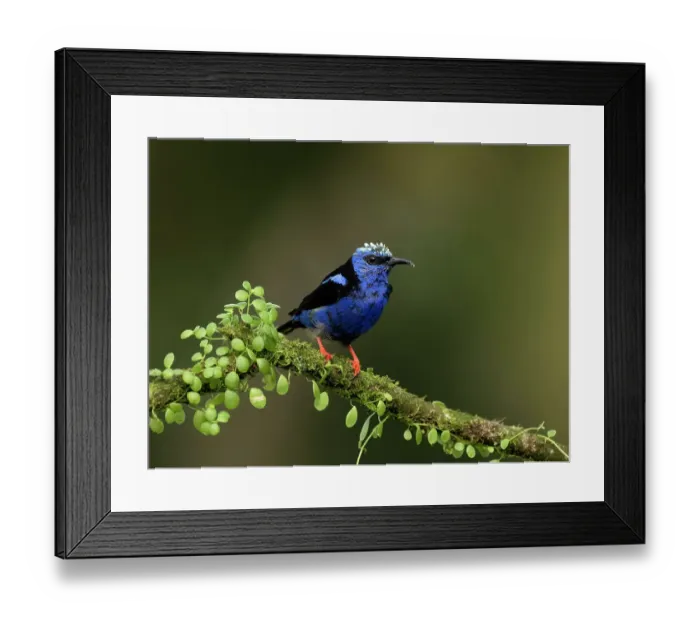 Framed Print : Red-legged honeycreeper, Costa Rica, Central America