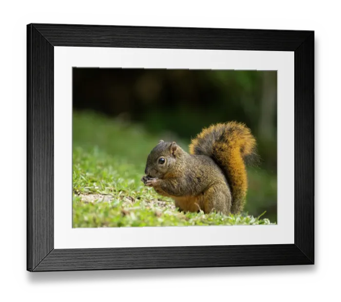 Framed Print : Red-tailed Squirrel, Bosque del Paz, Costa Rica Framed Print : Red-tailed Squirrel, Bosque del Paz, Costa Rica