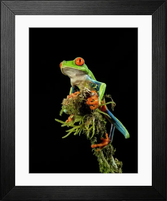 Framed Print : Red-eyed Treefrog, Costa Rica, Central America
