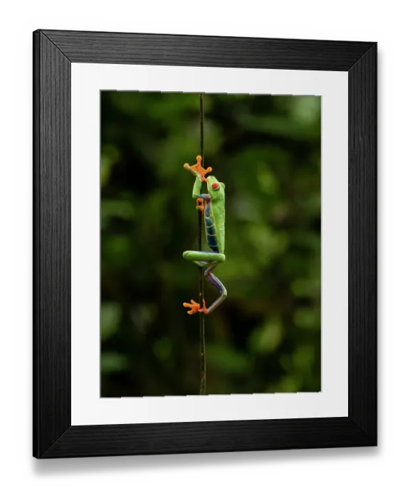 Framed Print : Red-eyed Treefrog, Costa Rica, Central America