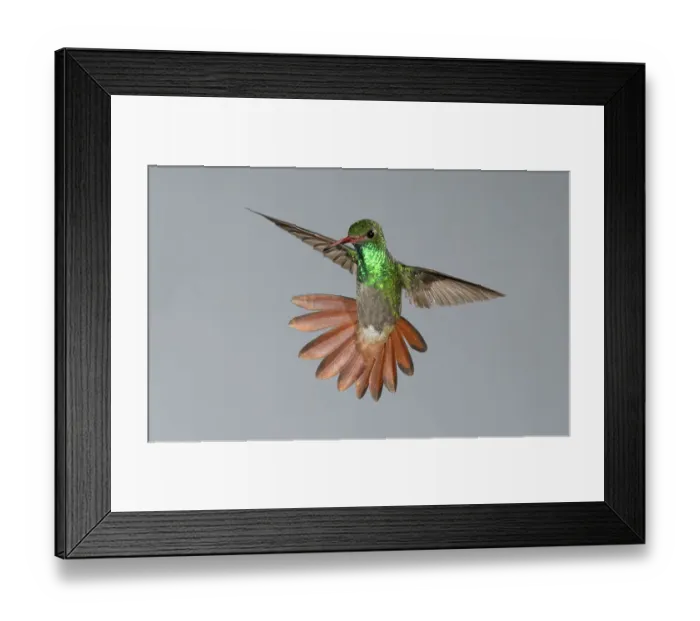 Framed Print : Rufous-tailed Hummingbird, Costa Rica, Central America Framed Print : Rufous-tailed Hummingbird, Costa Rica, Central America