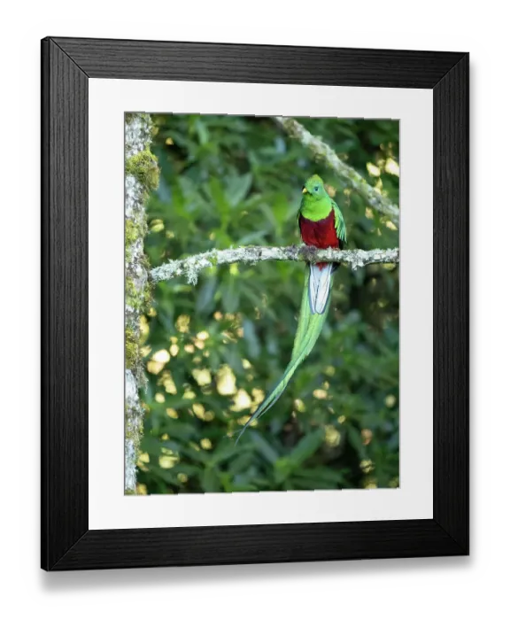 Framed Print : Resplendent quetzal, Costa Rica Framed Print : Resplendent quetzal, Costa Rica