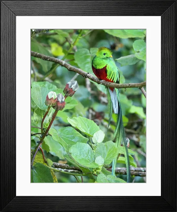 Framed Print : Resplendent quetzal, Costa Rica