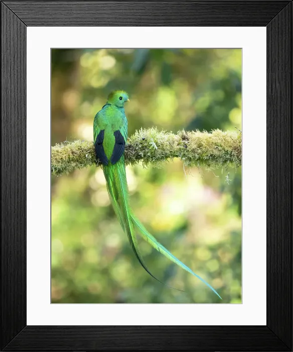 Framed Print : Resplendent quetzal, Costa Rica Framed Print : Resplendent quetzal, Costa Rica