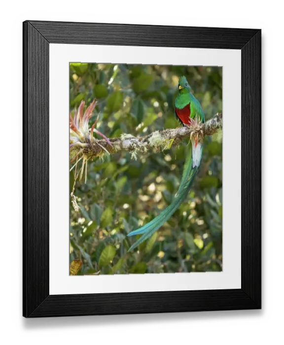 Framed Print : Resplendent quetzal, Costa Rica Framed Print : Resplendent quetzal, Costa Rica