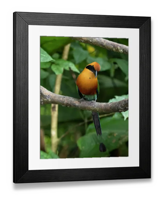 Framed Print : Rufous Motmot, Costa Rica, Central America