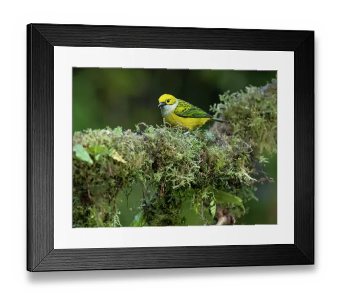 Framed Print : Silver-throated Tanager sitting on tree branch, Costa Rica, Central America Framed Print : Silver-throated Tanager sitting on tree branch, Costa Rica, Central America