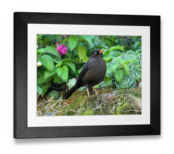 Framed Print : Sooty Robin, aka Sooty Thrush, Costa Rica, Central America Framed Print : Sooty Robin, aka Sooty Thrush, Costa Rica, Central America