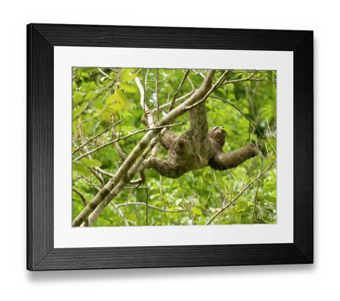 Framed Print : Brown-throated sloth, Costa Rica, Central America Framed Print : Brown-throated sloth, Costa Rica, Central America