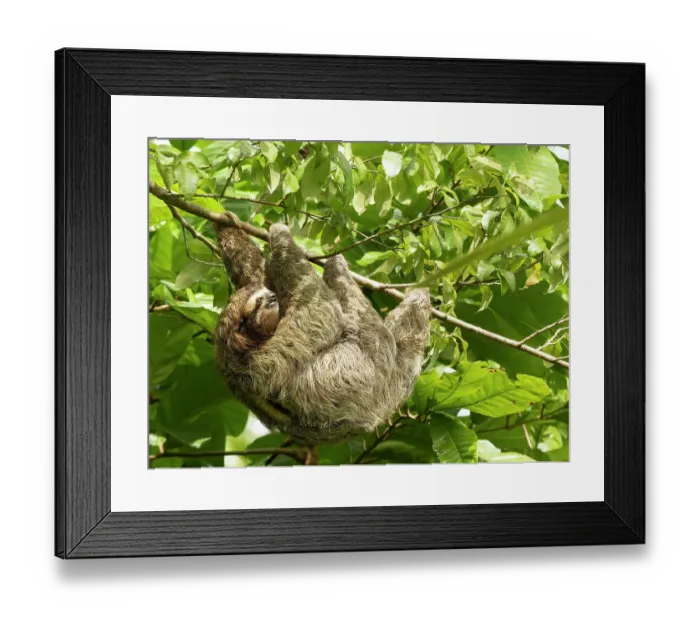 Framed Print : Brown-throated sloth, Costa Rica, Central America
