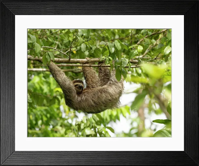 Framed Print : Brown-throated sloth, Costa Rica, Central America Framed Print : Brown-throated sloth, Costa Rica, Central America