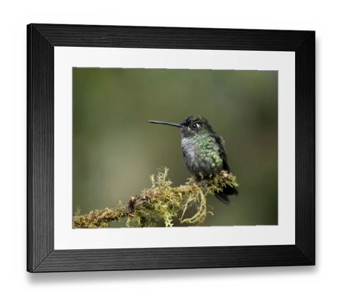 Framed Print : Talamanca Hummingbird, Costa Rica, Central America