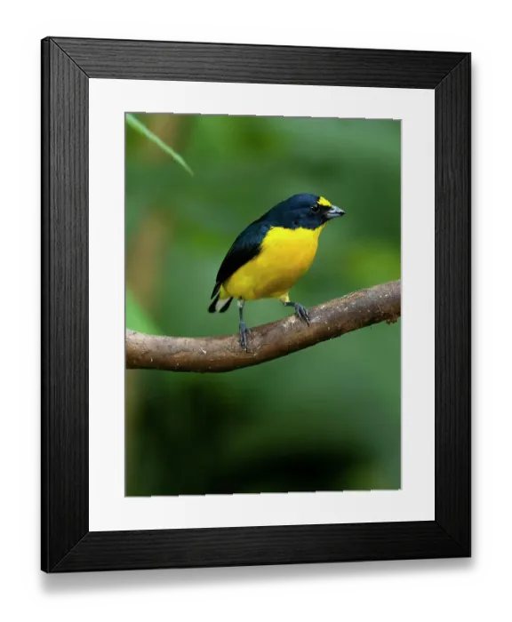 Framed Print : Yellow-throated euphonia perching, Costa Rica, Cantal America Framed Print : Yellow-throated euphonia perching, Costa Rica, Cantal America