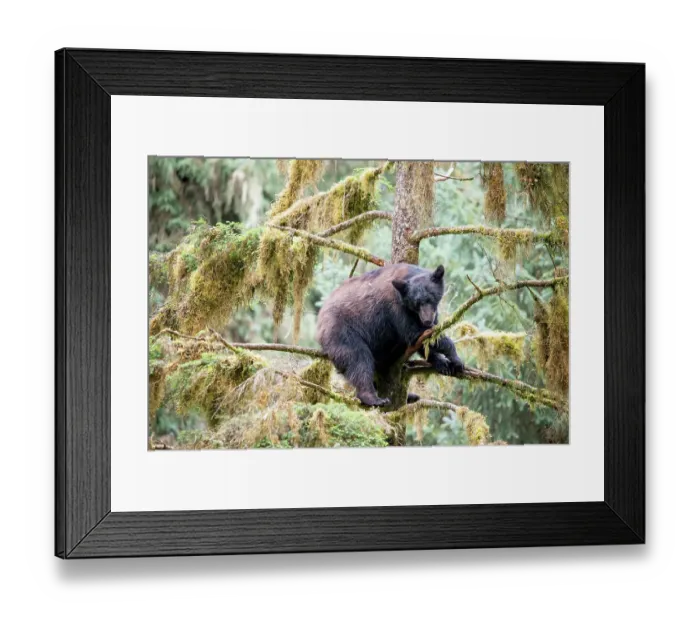 Framed Print : Black bear cub finds safety in a tree at Anan Creek Framed Print : Black bear cub finds safety in a tree at Anan Creek