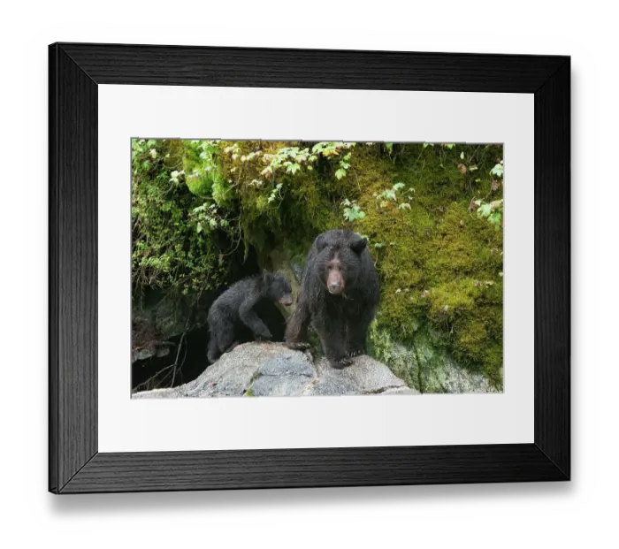 Framed Print : Black bear cub following its mama at Anan Creek Framed Print : Black bear cub following its mama at Anan Creek