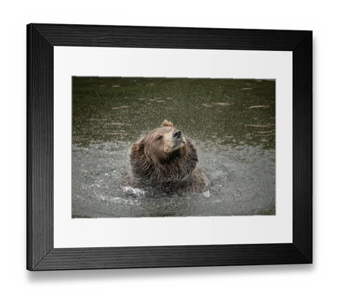 Framed Print : Brown bear at Fortress of the Bear, a rescue center in Sitka, shakes off water