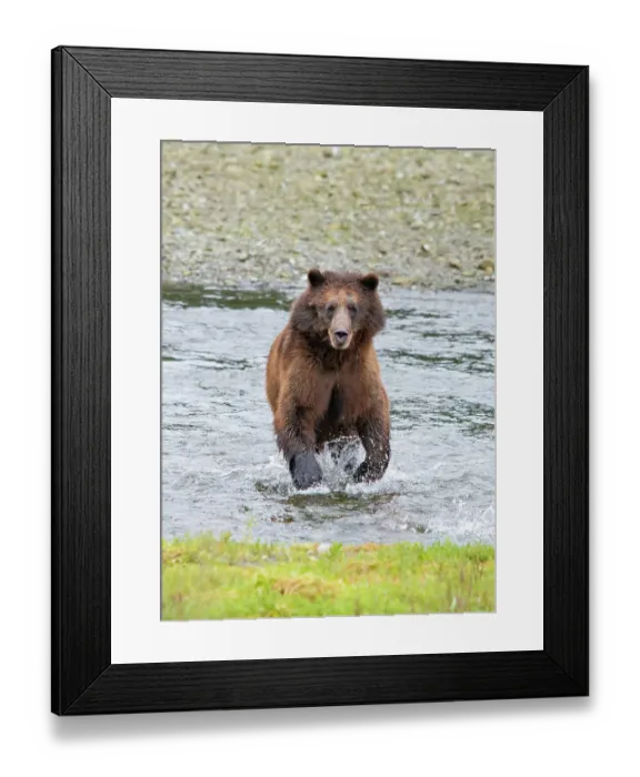 Framed Print : Brown bear chases after a salmon dinner at Pack Creek Framed Print : Brown bear chases after a salmon dinner at Pack Creek