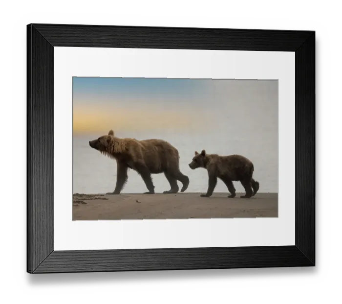 Framed Print : Brown bear cub and sow walk a Cook Inlet beach
