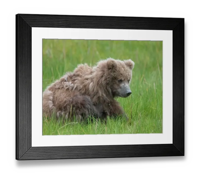 Framed Print : Brown bear cub eating sedge grasses Framed Print : Brown bear cub eating sedge grasses