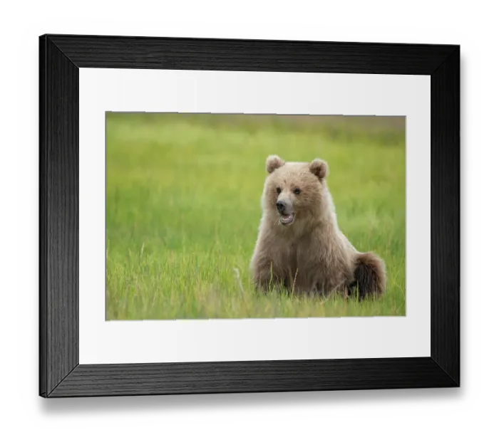 Framed Print : Brown bear cub eating sedge grasses Framed Print : Brown bear cub eating sedge grasses