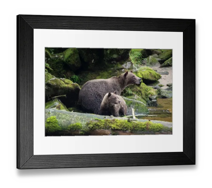 Framed Print : Brown bear cub staying close to mom at Anan Creek Framed Print : Brown bear cub staying close to mom at Anan Creek
