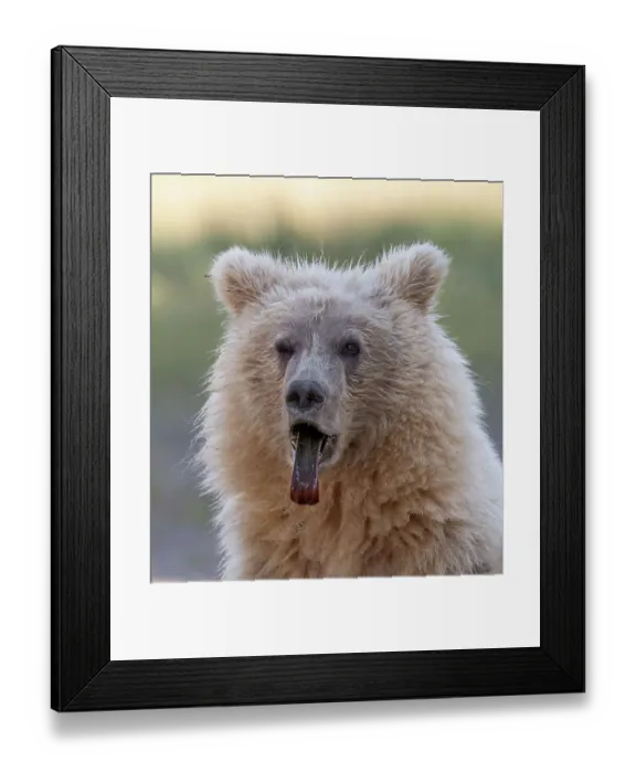 Framed Print : Brown bear cub sticking out its tongue Framed Print : Brown bear cub sticking out its tongue
