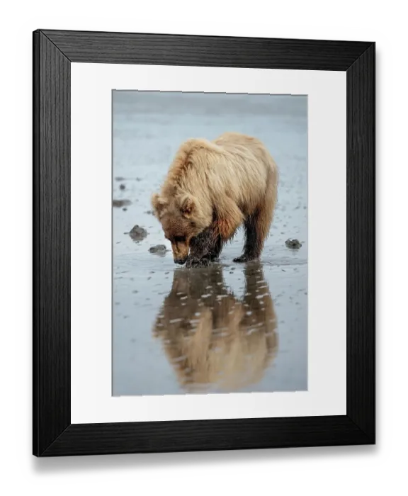 Framed Print : Brown bear digs for clams in the mud of Cook Inlet Framed Print : Brown bear digs for clams in the mud of Cook Inlet