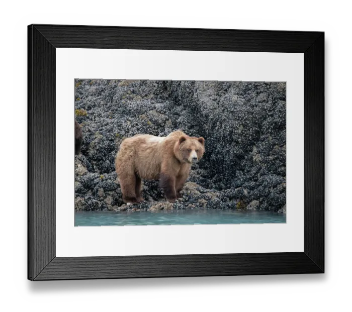 Framed Print : a brown bear looking for food at low tide, Muir Inlet, Glacier Bay