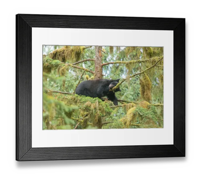 Framed Print : Cub resting in a tree next to Anan Creek Framed Print : Cub resting in a tree next to Anan Creek