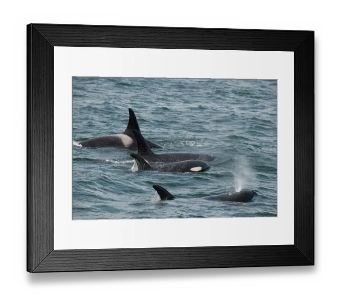 Framed Print : An orca family swimming along Icy Strait, Alaska Framed Print : An orca family swimming along Icy Strait, Alaska