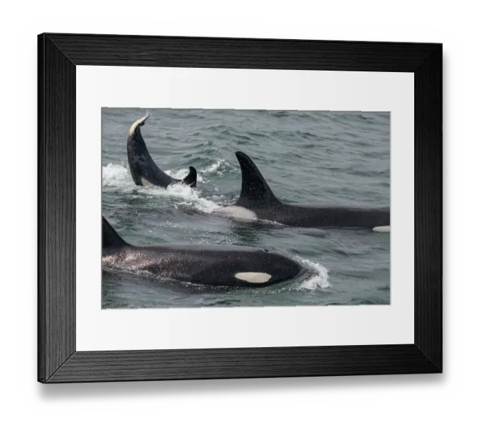 Framed Print : An orca family swimming along Icy Strait, Alaska Framed Print : An orca family swimming along Icy Strait, Alaska
