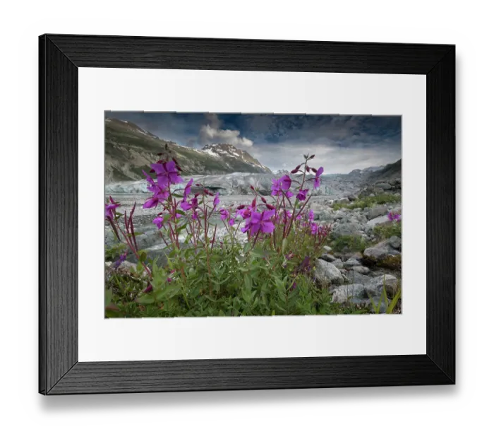 Framed Print : Beach beauty flowers thriving near the terminus of Reid Glacier, Glacier Bay Framed Print : Beach beauty flowers thriving near the terminus of Reid Glacier, Glacier Bay