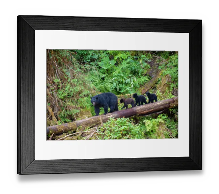 Framed Print : Black bear triplets follow mom at Anan Creek Framed Print : Black bear triplets follow mom at Anan Creek
