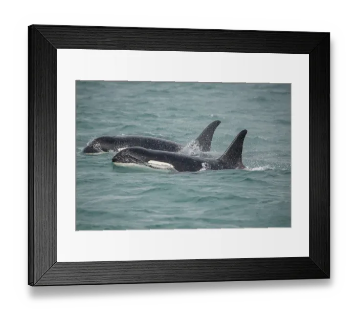 Framed Print : Fast swimming orcas make their way along Icy Strait Framed Print : Fast swimming orcas make their way along Icy Strait