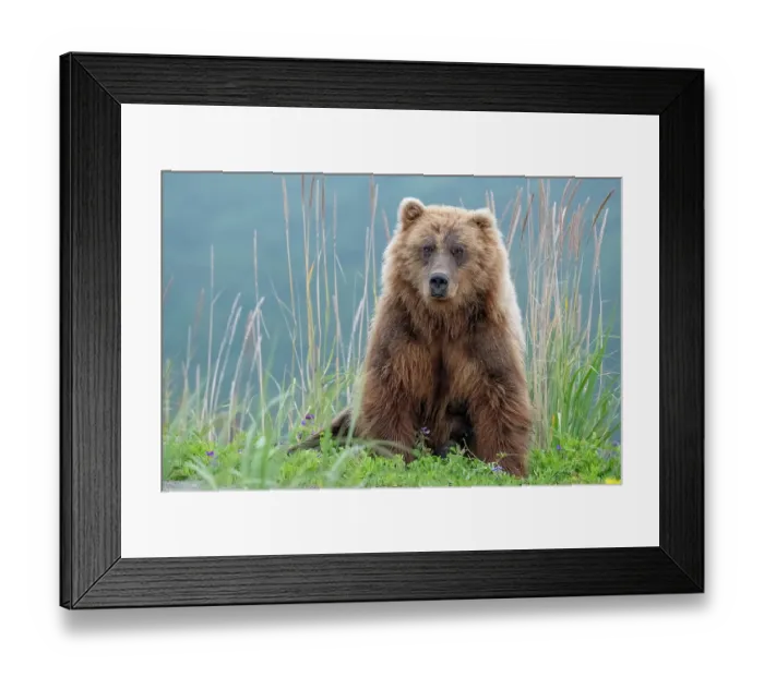 Framed Print : Bear cub poses on the beach of Cook Inlet