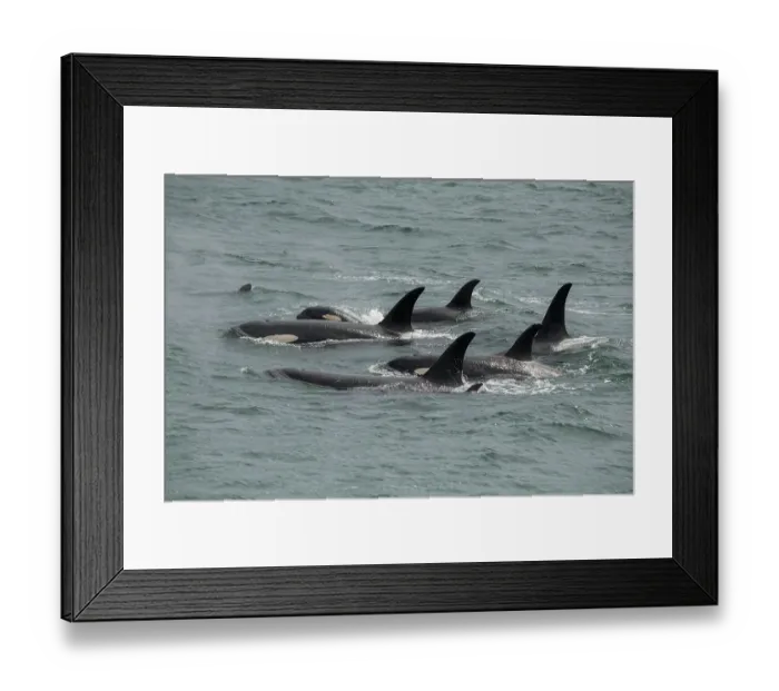 Framed Print : Big pod of orcas in Icy Strait a family unit