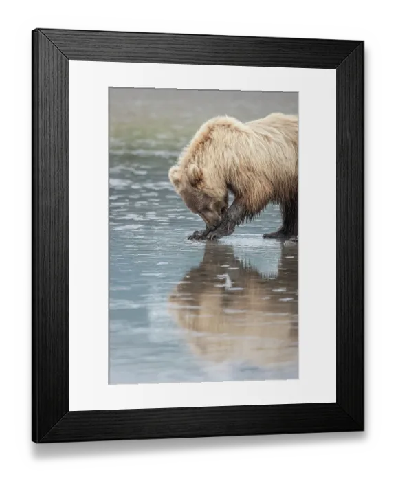 Framed Print : Clamming brown bear reflected at low tide along Cook Inlet