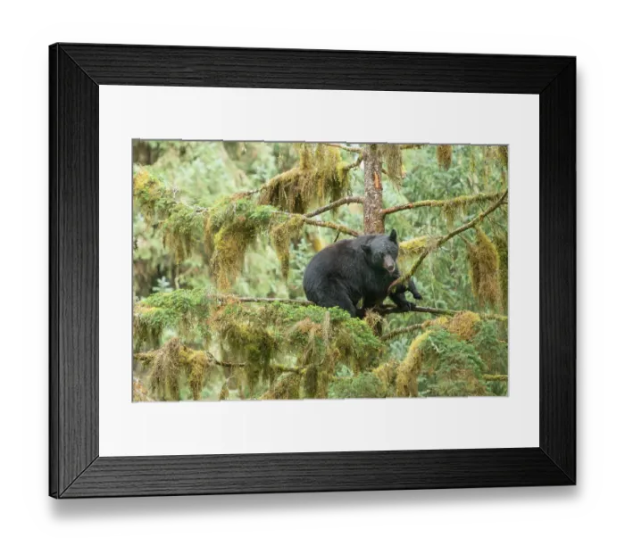 Framed Print : Cub resting in a tree to escape male bears, which could kill it Framed Print : Cub resting in a tree to escape male bears, which could kill it