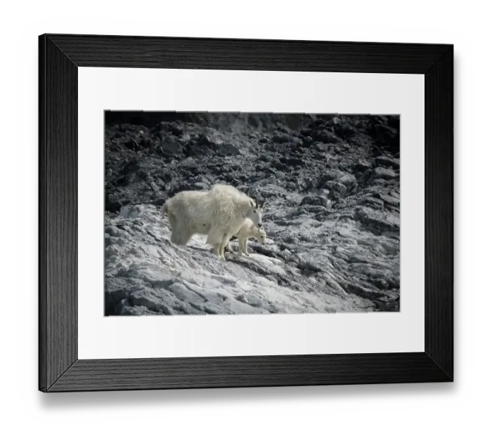 Framed Print : Mama mountain goat and her kid find their footing at Gloomy Knob, Glacier Bay Framed Print : Mama mountain goat and her kid find their footing at Gloomy Knob, Glacier Bay