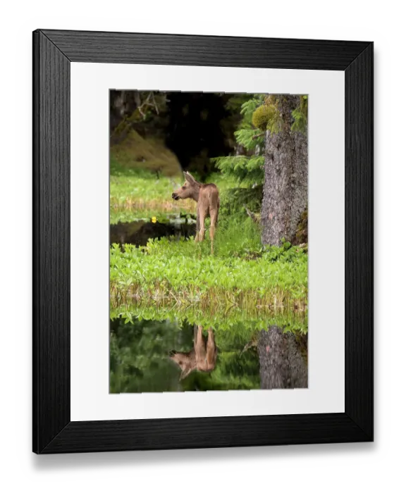 Framed Print : Tiny moose calf waits for its mother at a rainforest pond at Bartlett Cove, Glacier Bay Framed Print : Tiny moose calf waits for its mother at a rainforest pond at Bartlett Cove, Glacier Bay
