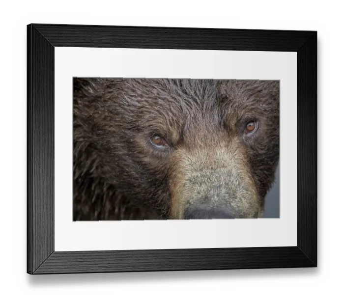 Framed Print : Ultra closeup of a brown bear at Fortress of the Bear, a Sitka rescue center
