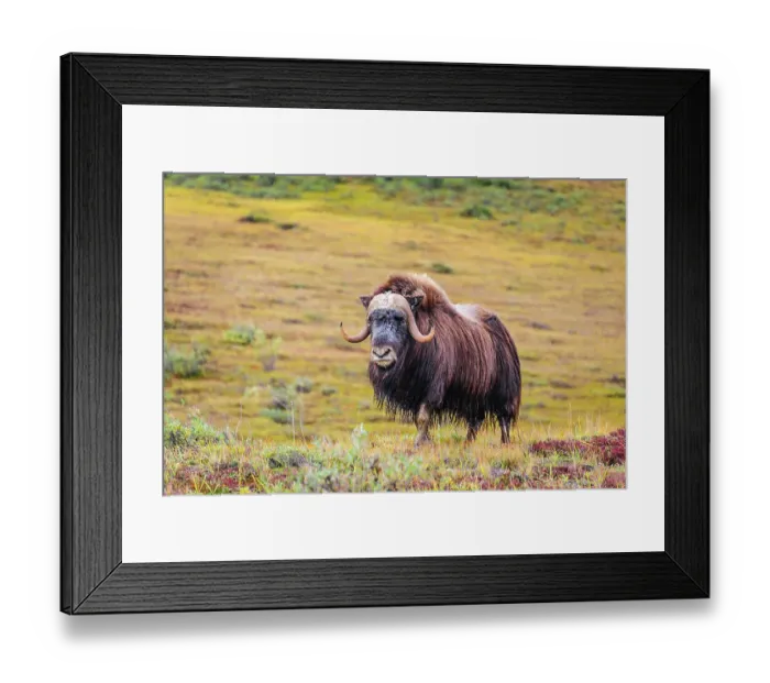 Framed Print : USA, Alaska, Noatak National Preserve. Bull Muskox on the arctic tundra