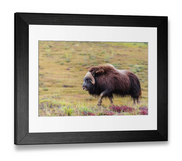 Framed Print : USA, Alaska, Noatak National Preserve. Bull Muskox on the arctic tundra Framed Print : USA, Alaska, Noatak National Preserve. Bull Muskox on the arctic tundra