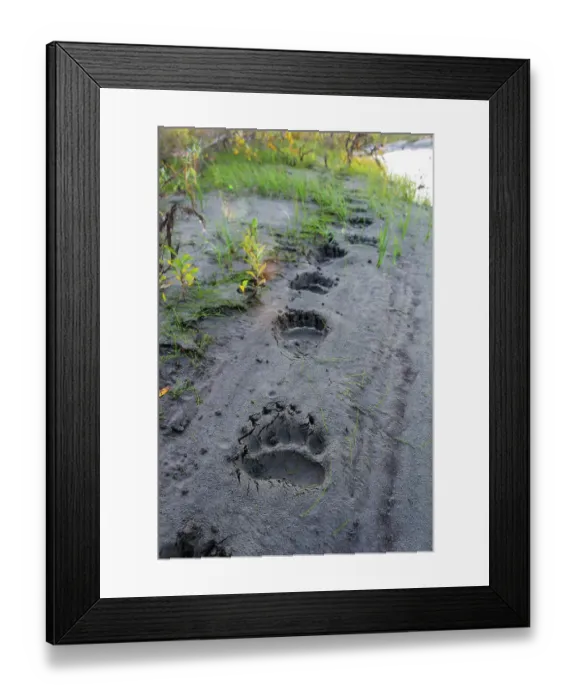 Framed Print : USA, Alaska, Noatak National Preserve. Fresh tracks from a Brown Bear