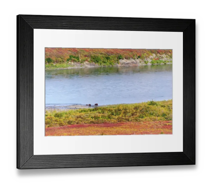 Framed Print : USA, Alaska, Noatak National Preserve. Muskox, a bull, a cow and a calf, along the Noatak River Framed Print : USA, Alaska, Noatak National Preserve. Muskox, a bull, a cow and a calf, along the Noatak River